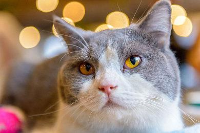 游戏改编电影《愤怒的小鸟》第三部前导预告 上映日期待定